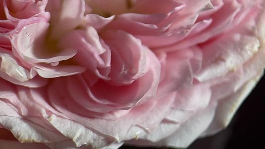 实拍洋牡丹鲜花摄影视频的预览图