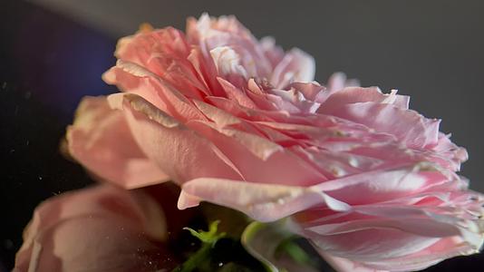 实拍洋牡丹鲜花摄影视频的预览图