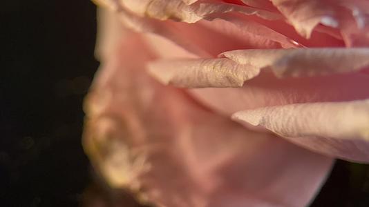 实拍洋牡丹鲜花花瓣微距视频的预览图