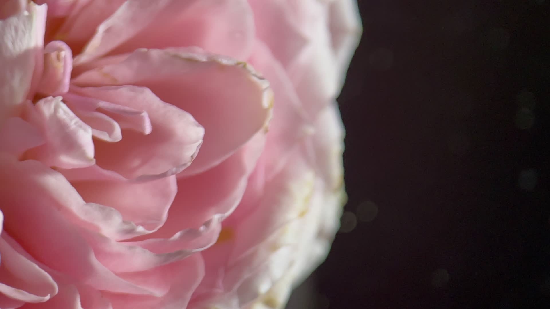 实拍洋牡丹鲜花花瓣视频的预览图