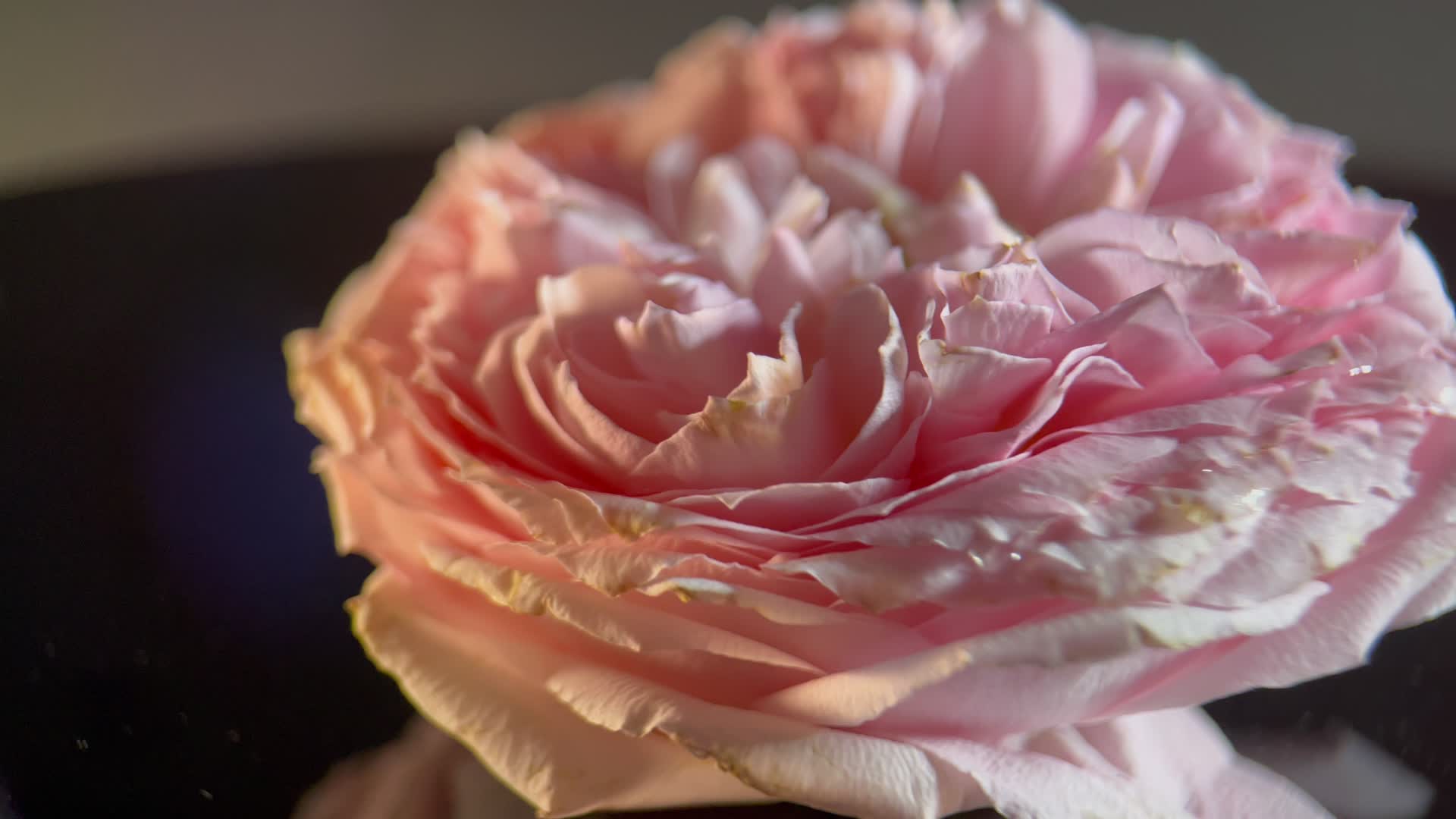 实拍洋牡丹鲜花花朵视频的预览图