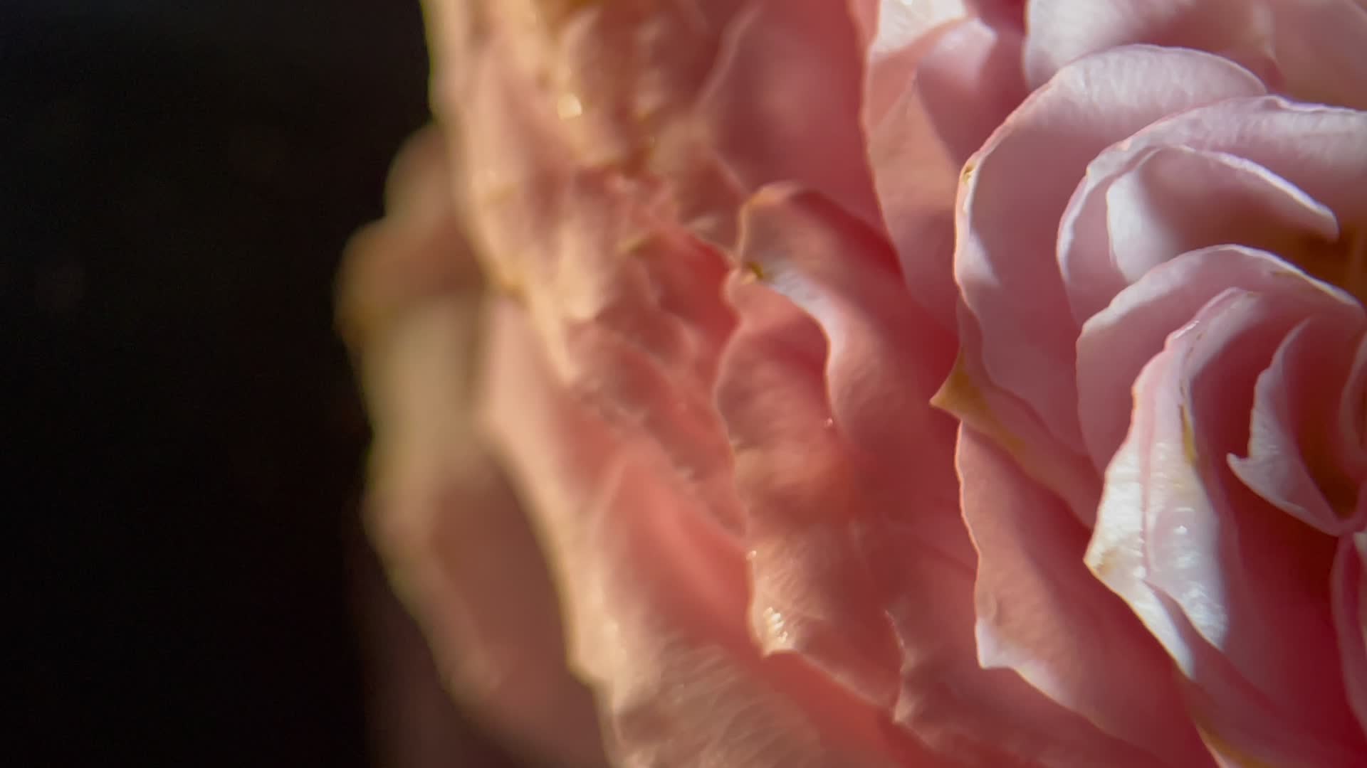 实拍洋牡丹鲜花视频的预览图
