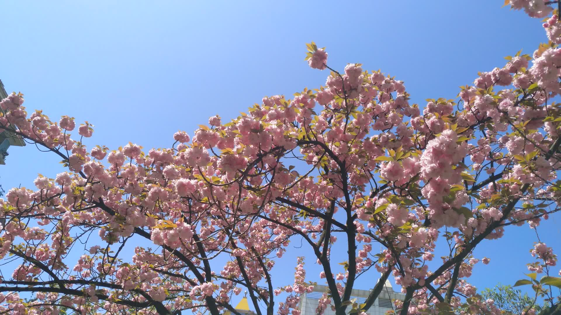 春日樱花景色视频的预览图