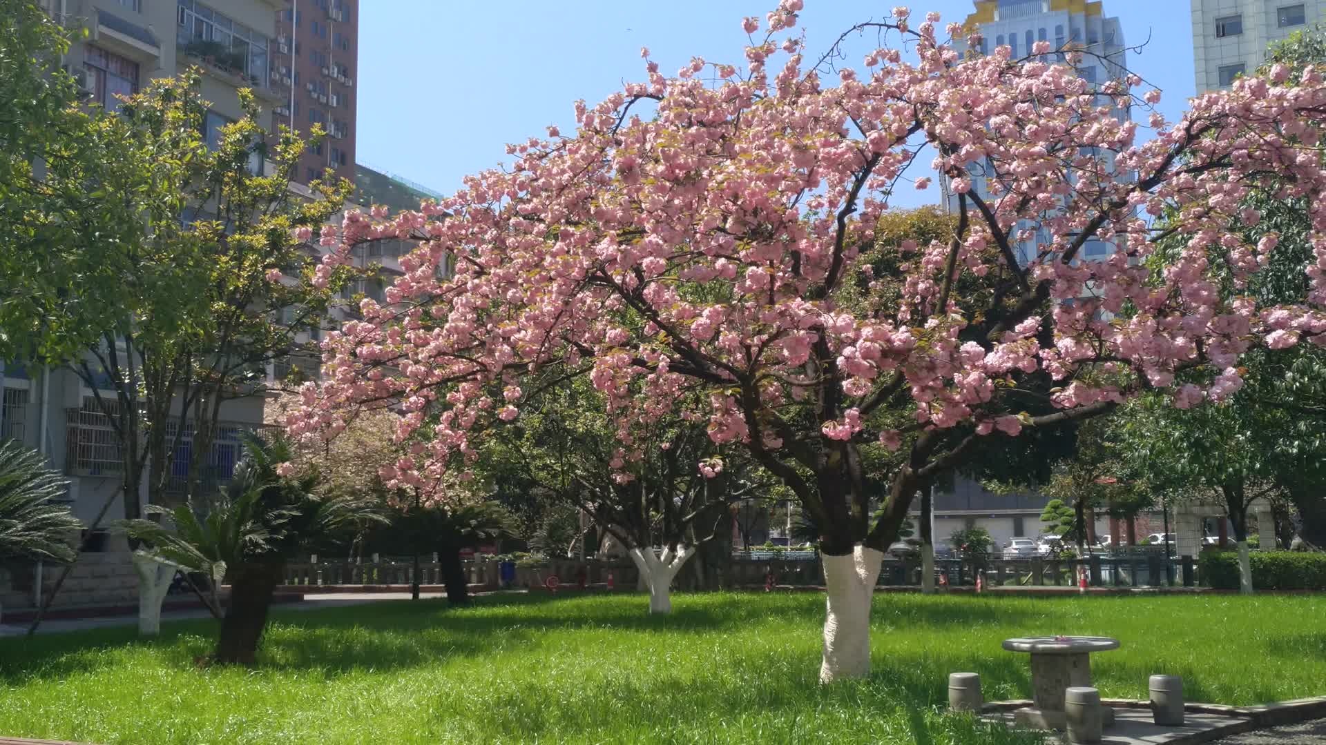 樱花树视频的预览图