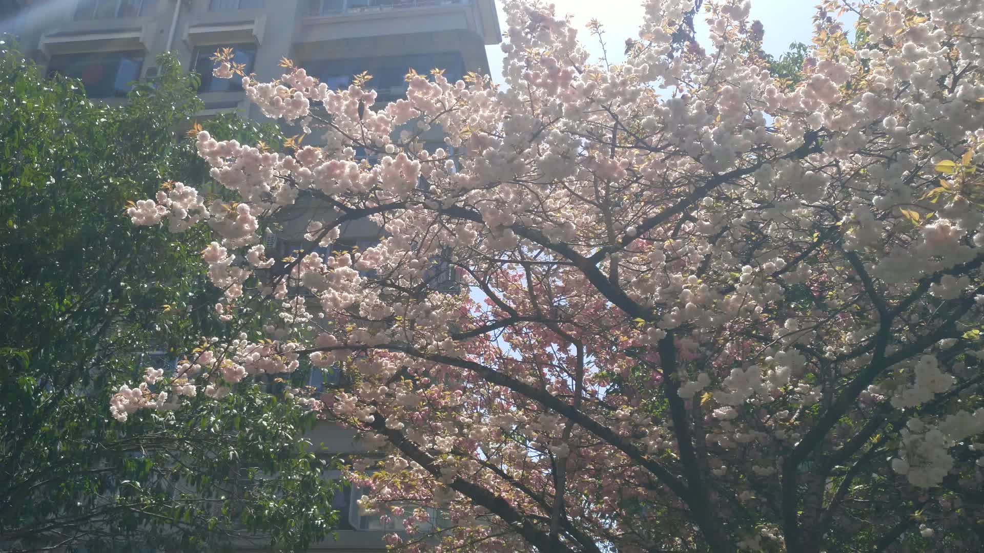 阳光下的樱花视频的预览图