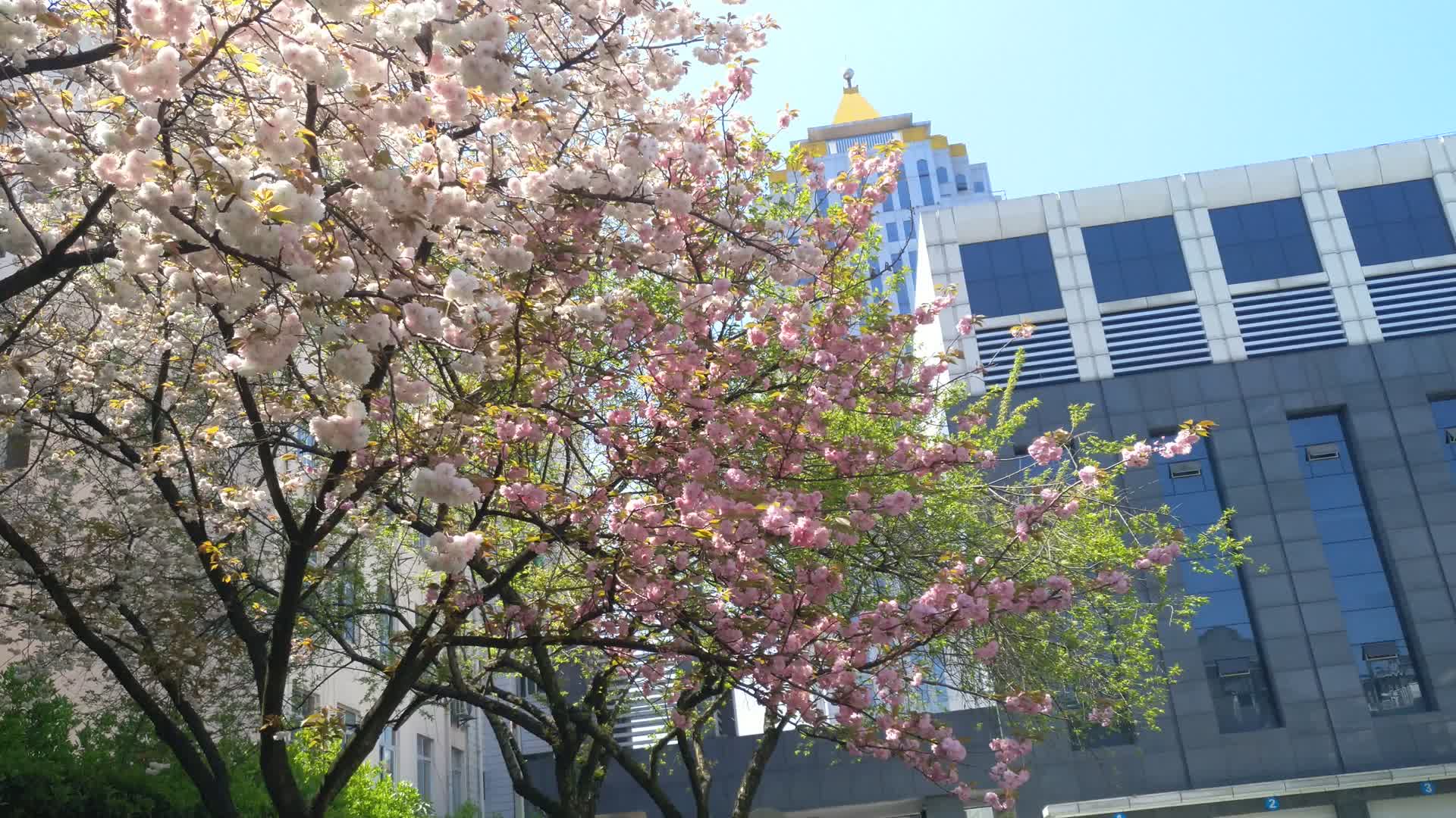 春日樱花视频的预览图