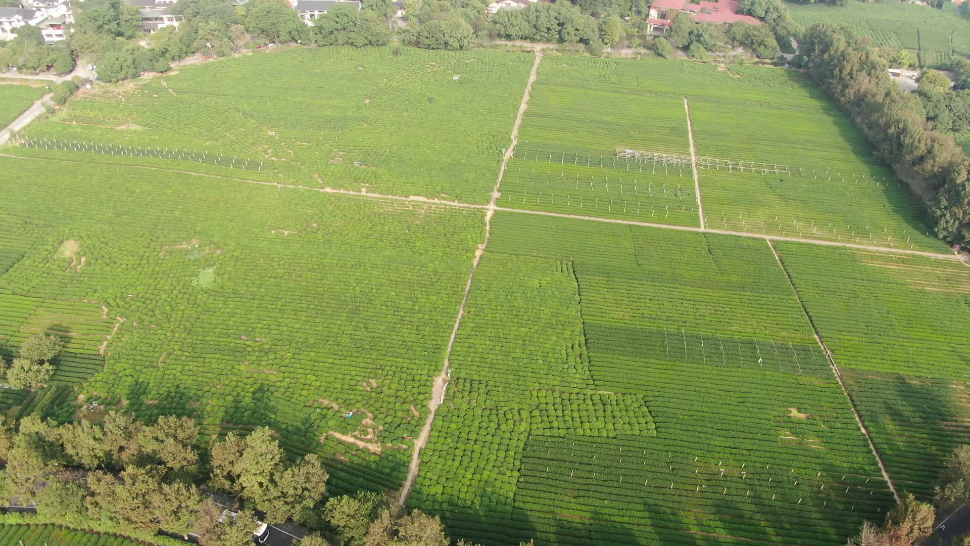 航拍杭州西湖龙井种植基地视频的预览图