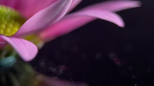实拍微距鲜花小雏菊花瓣视频的预览图