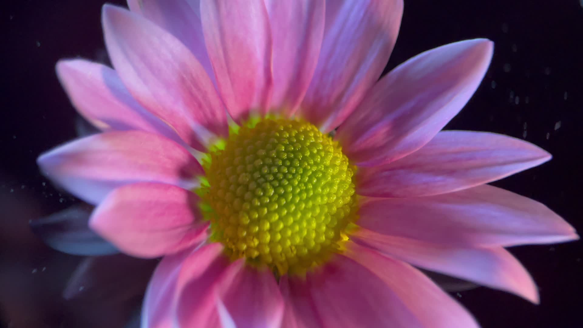 实拍微距鲜花小雏菊视频的预览图