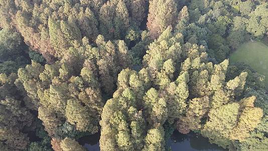 航拍绿色森林植物红衫木视频的预览图