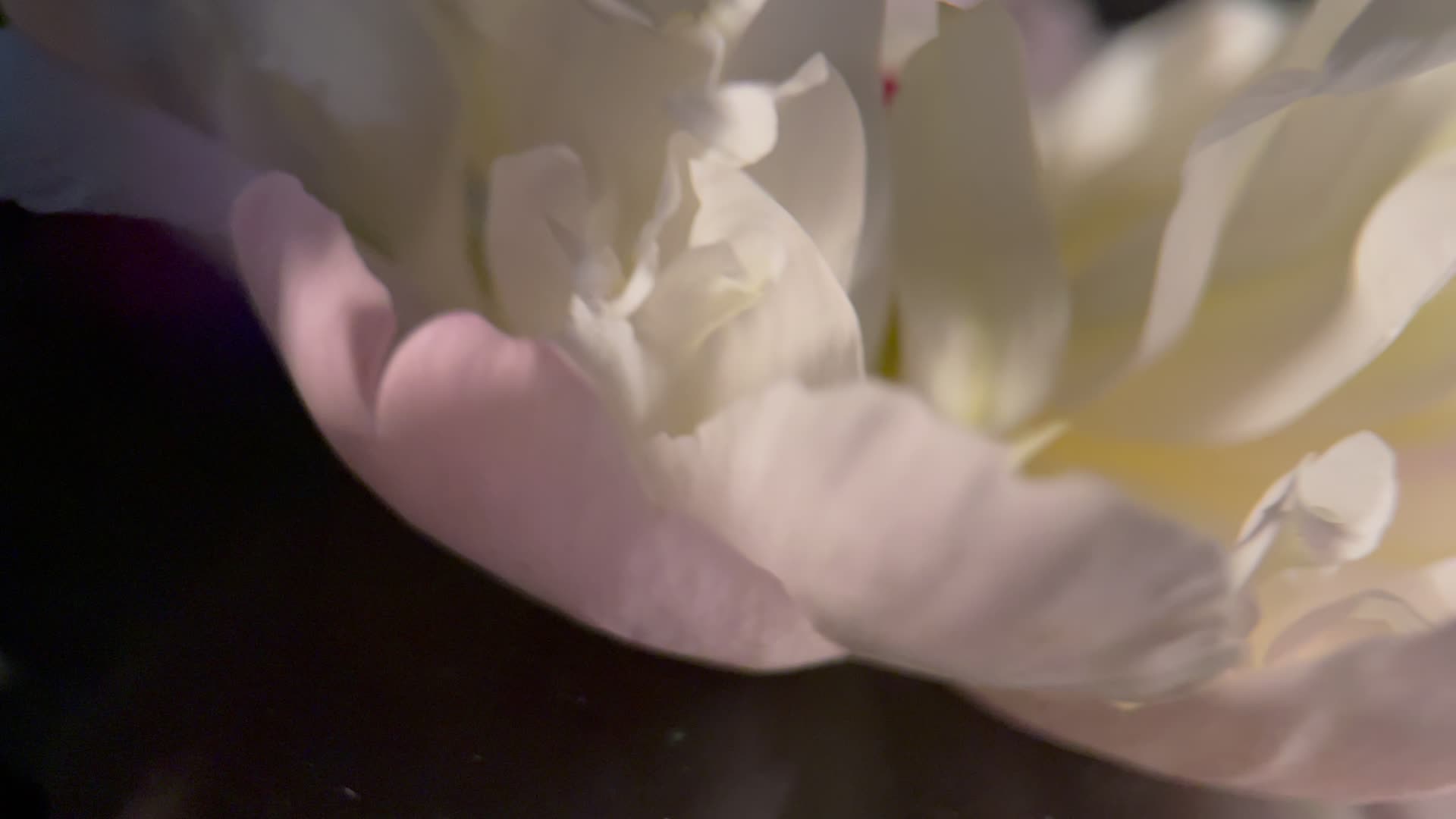 实拍微距花蕊花瓣视频的预览图