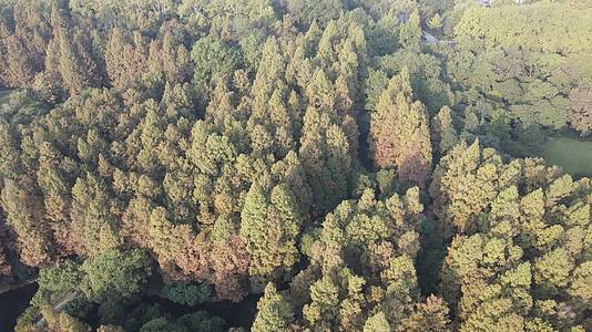 航拍杭州西湖红木杉植物视频的预览图