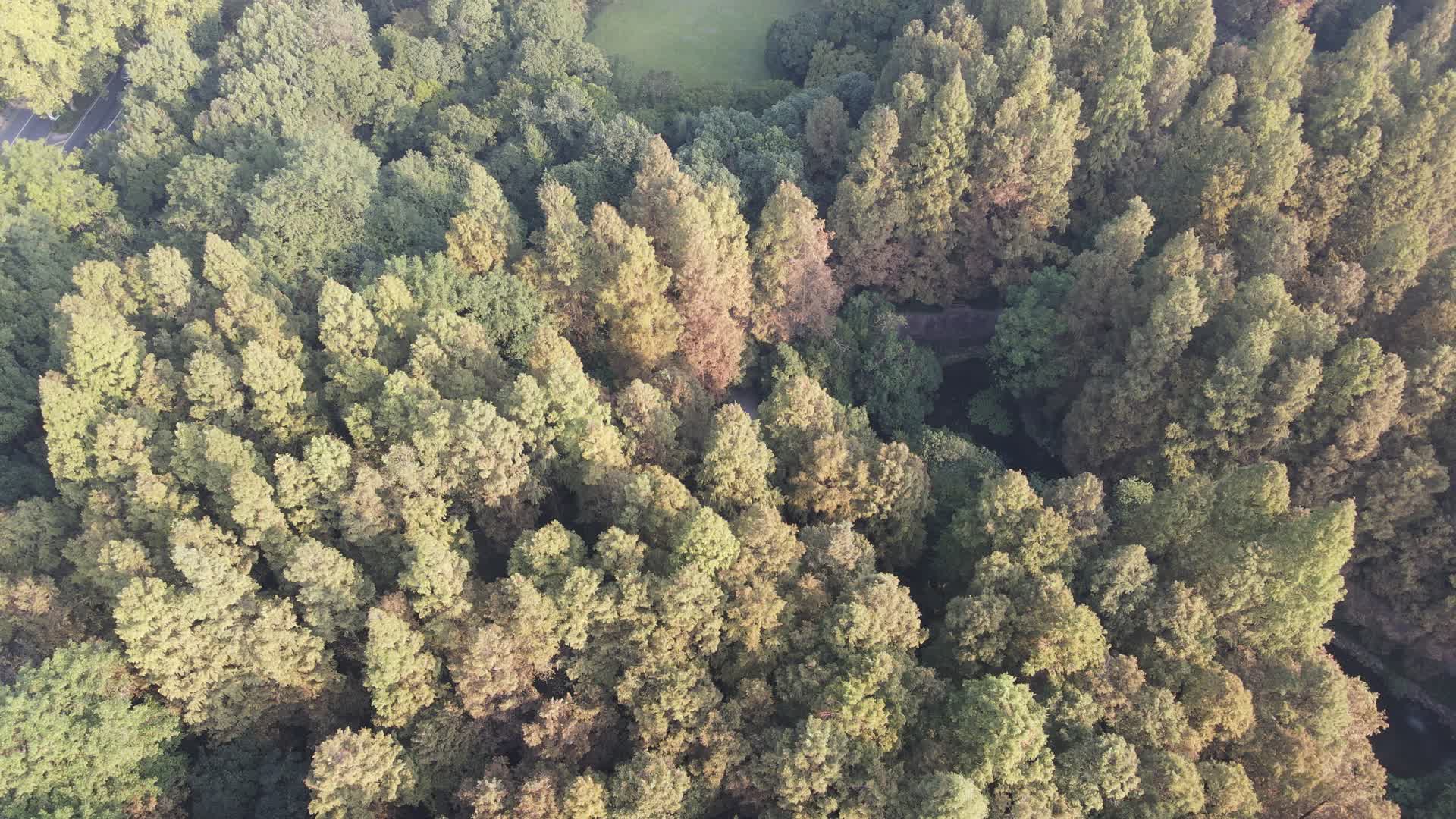 航拍杭州西湖红木杉植物视频的预览图