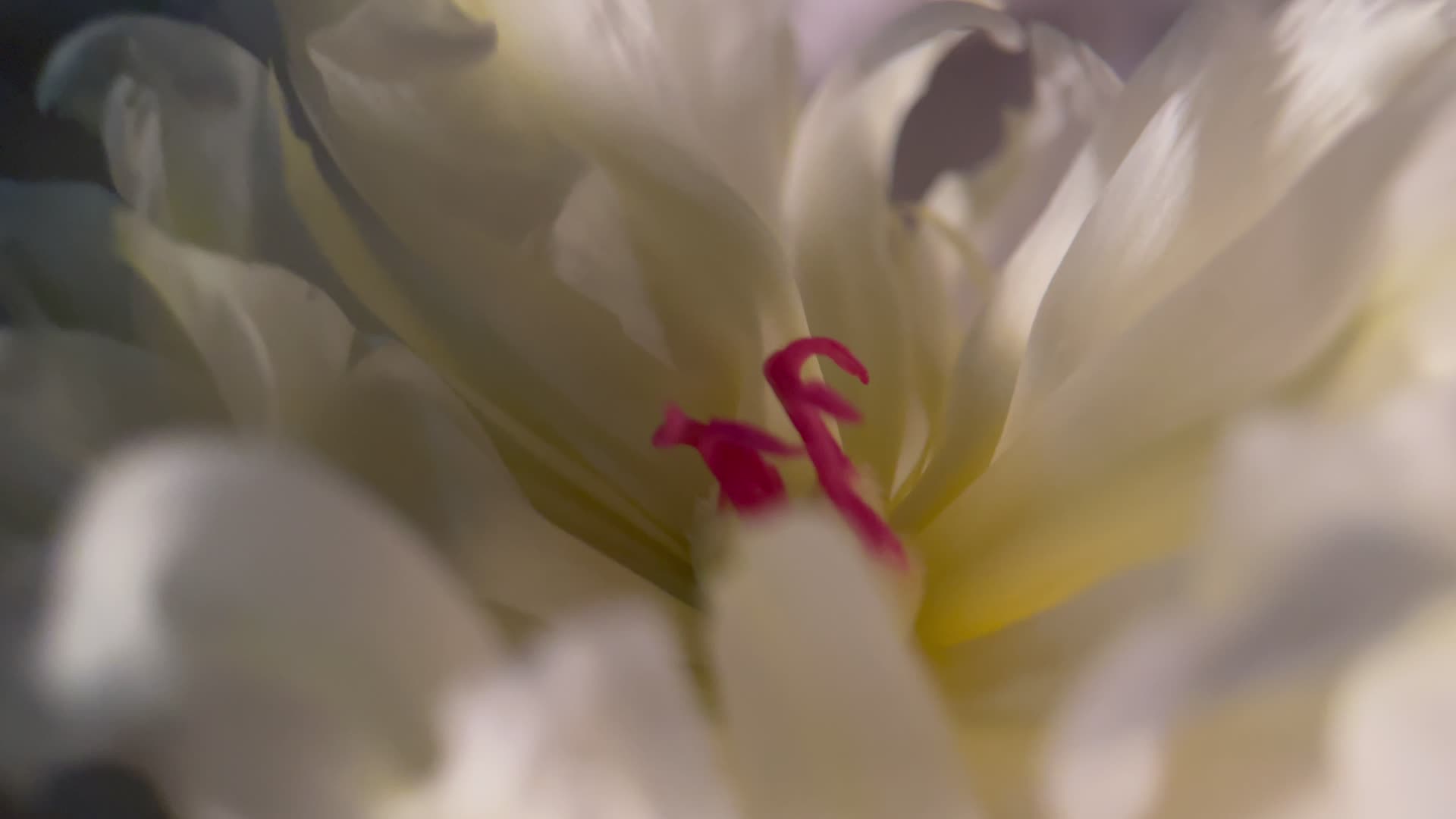 实拍微距花蕊花瓣视频的预览图