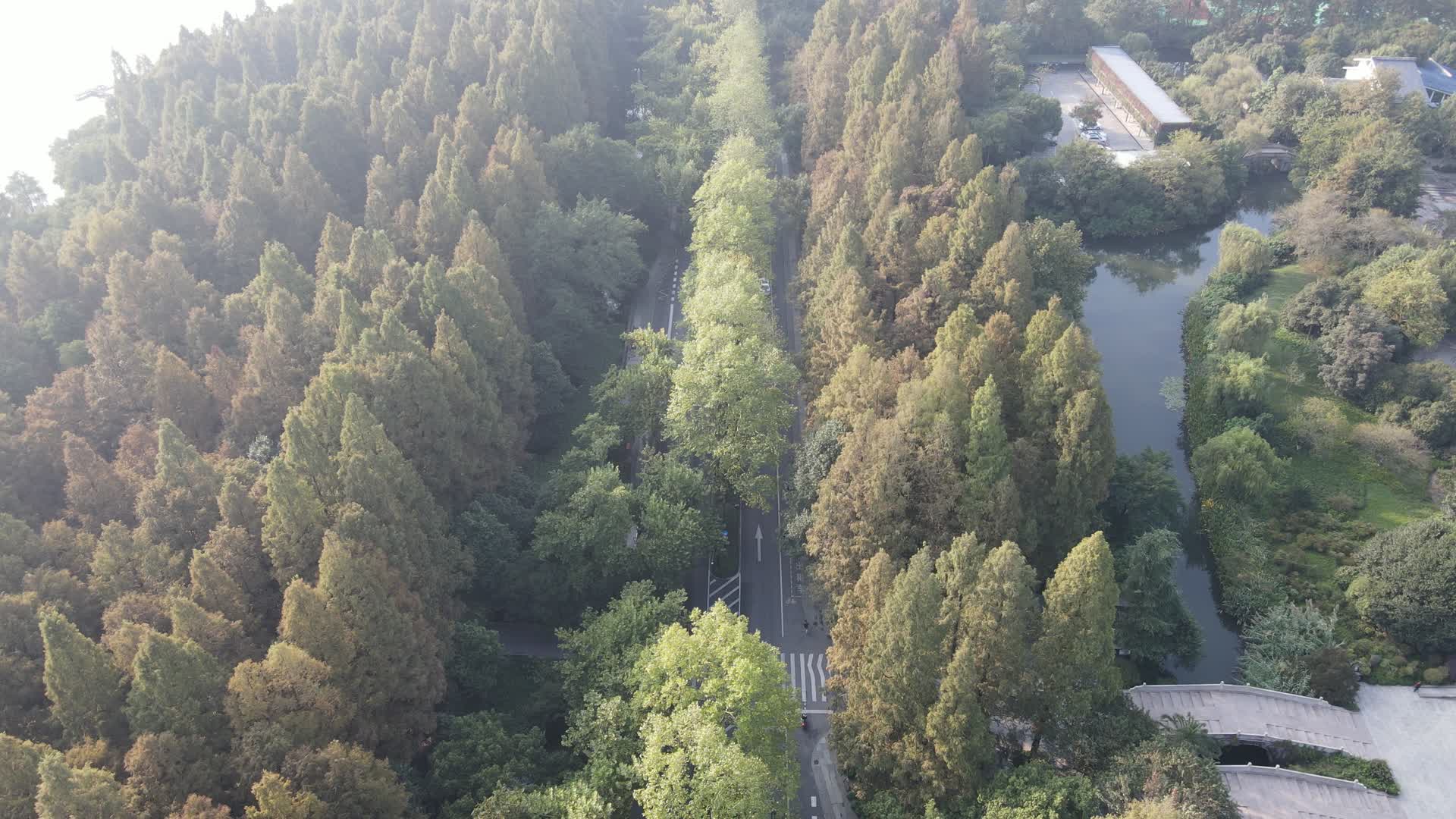航拍杭州西湖红木杉中的公路视频的预览图