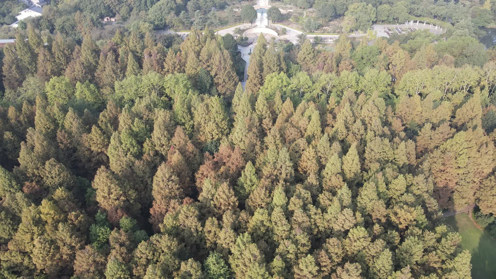 航拍杭州西湖红木杉视频的预览图