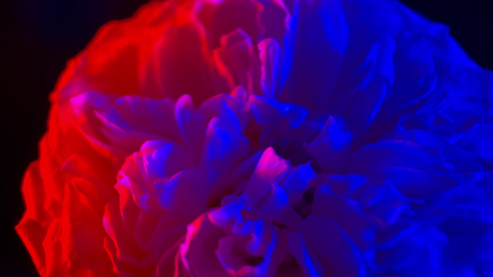 实拍微距特写重瓣牡丹鲜花视频的预览图