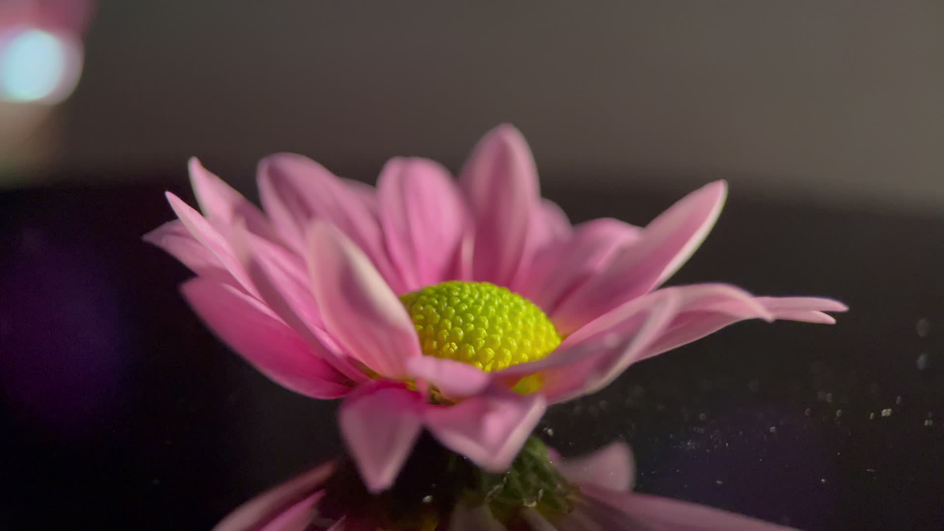 实拍微距鲜花小雏菊视频的预览图