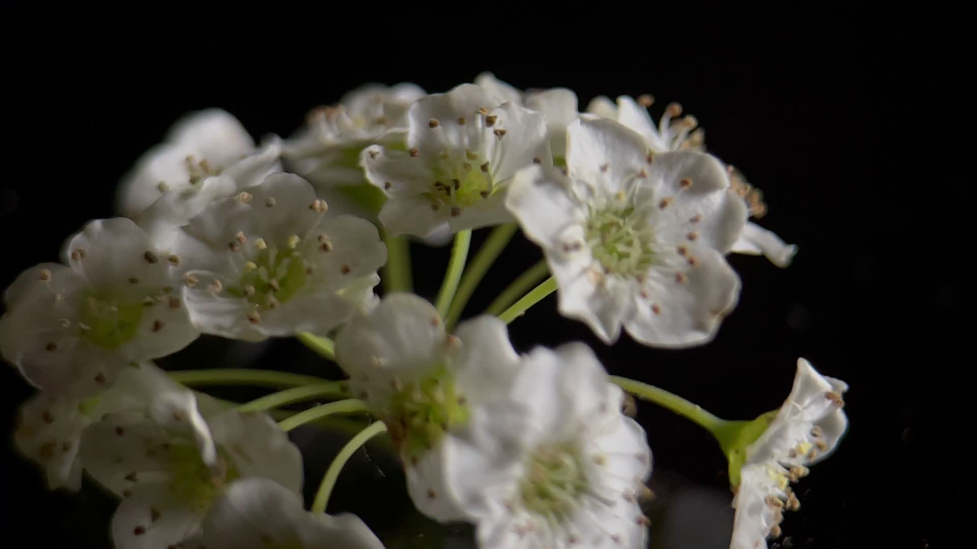 鲜花微距铁线菊视频的预览图