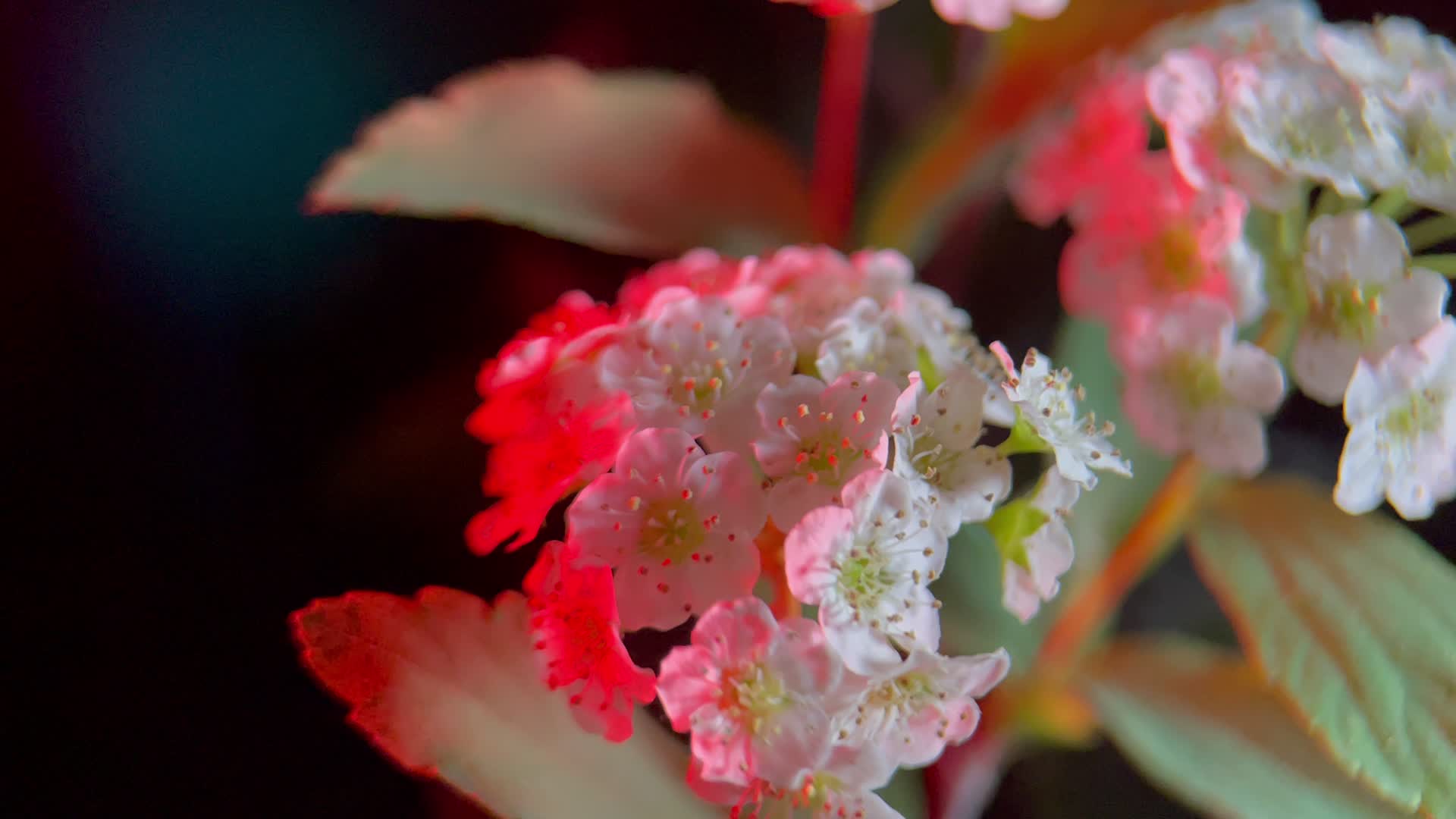 鲜花微距铁线菊视频的预览图