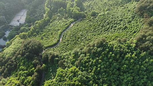 俯拍大自然绿色森林植物视频的预览图