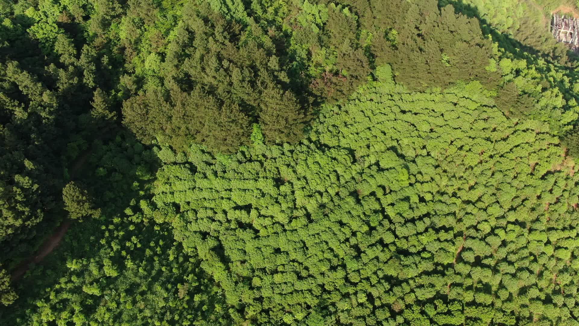 俯拍大自然小清新绿色植物森林视频的预览图