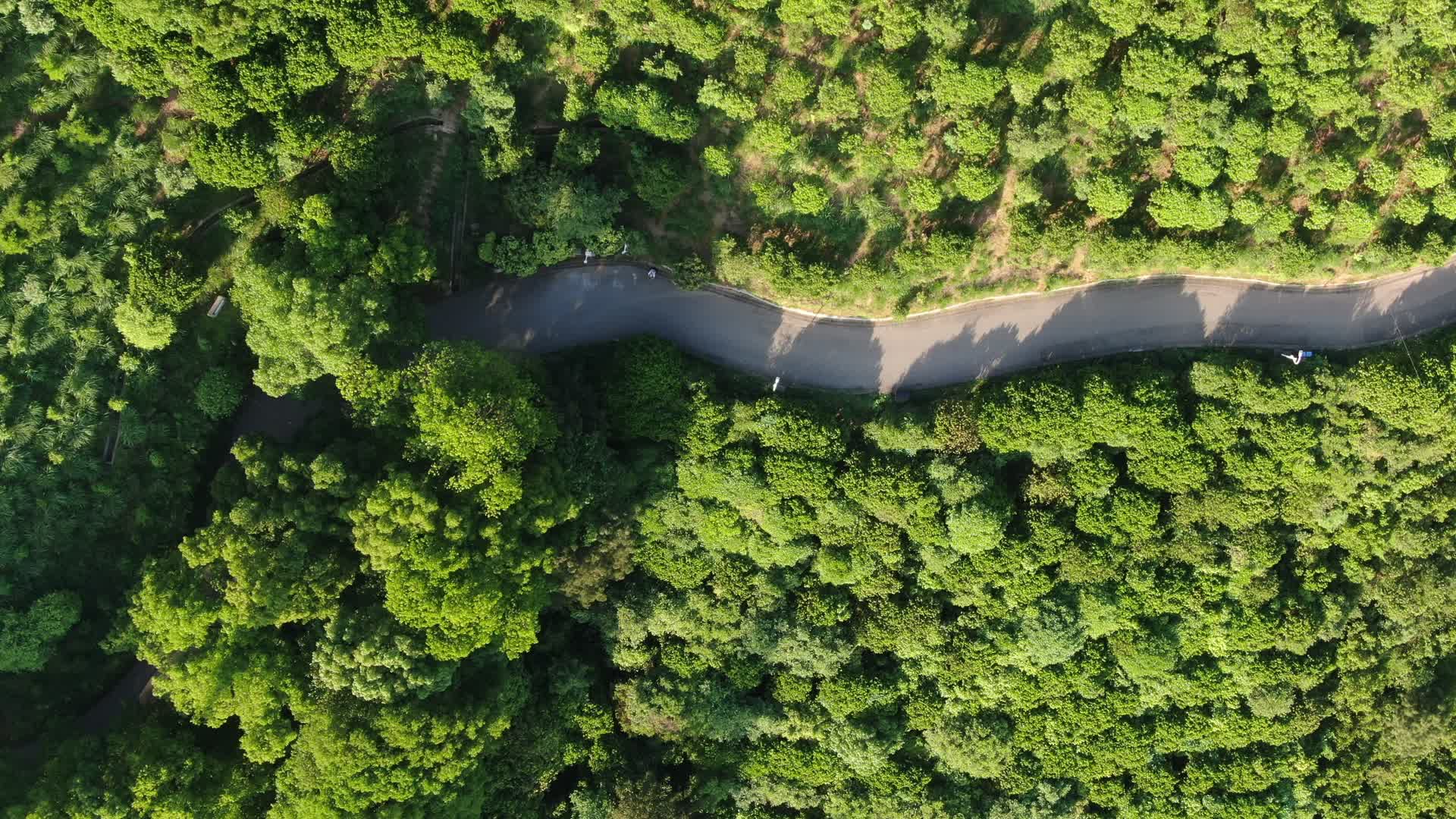 俯拍森林中的道路视频的预览图