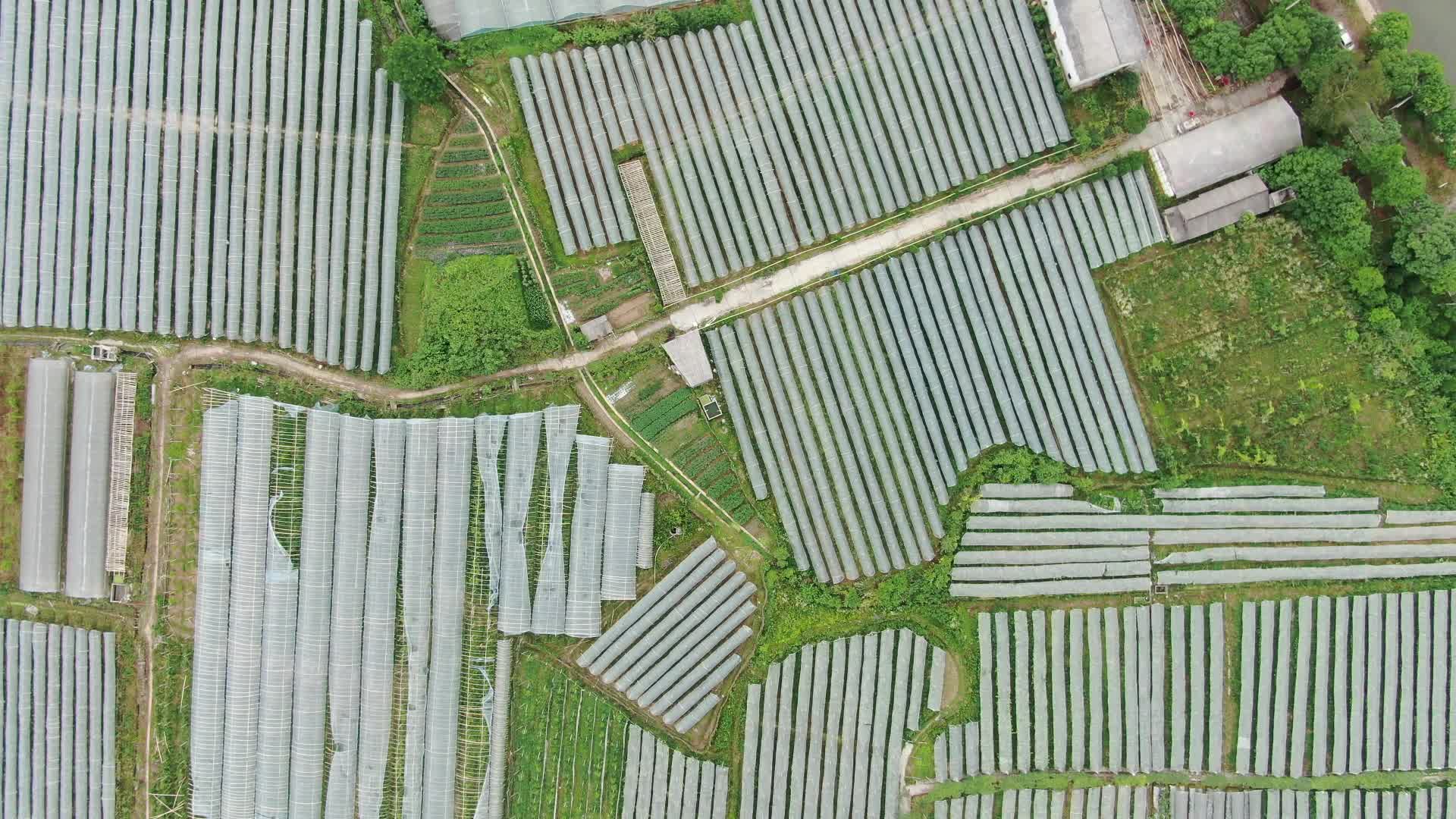 俯拍农业大棚种植基地视频的预览图