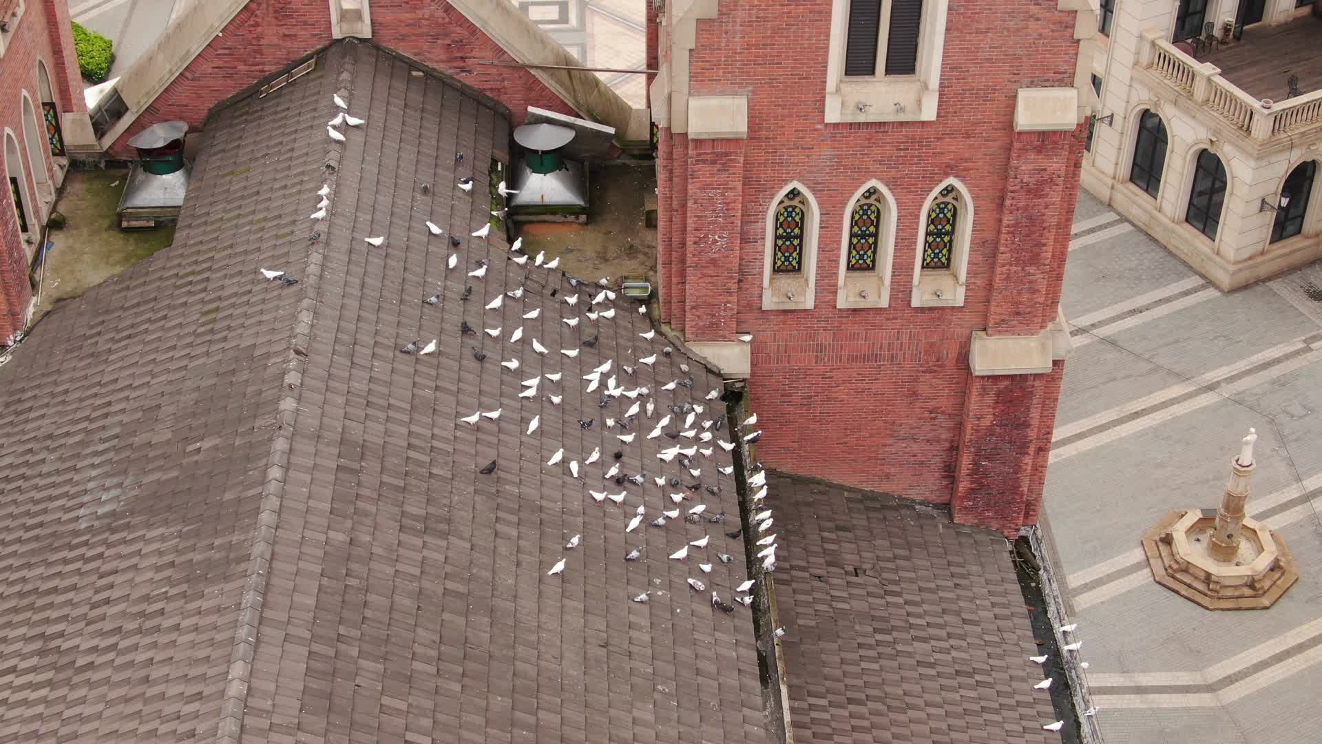 航拍南昌卢塞恩小镇鸽群视频的预览图