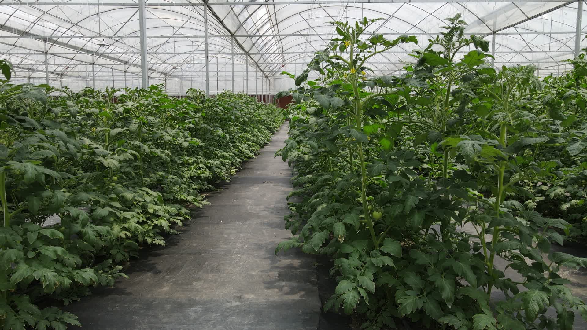 航拍温室大棚蔬菜种植基地视频的预览图