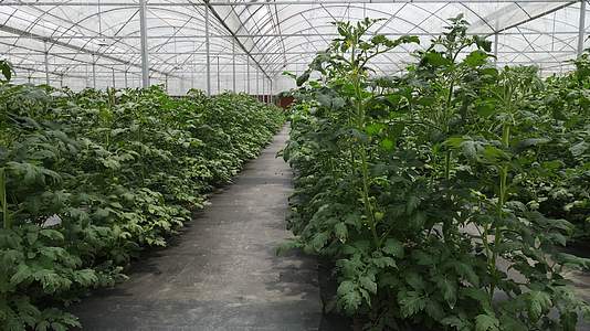 航拍温室大棚蔬菜种植基地视频的预览图