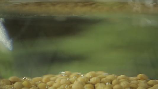 实拍黄豆泡水磨豆腐视频的预览图