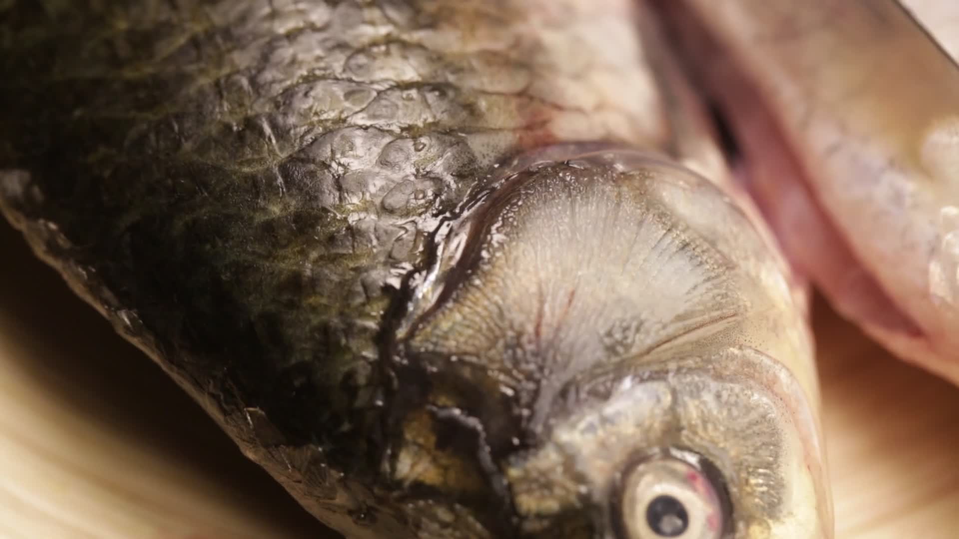 鲫鱼挑选死鱼鱼头视频的预览图