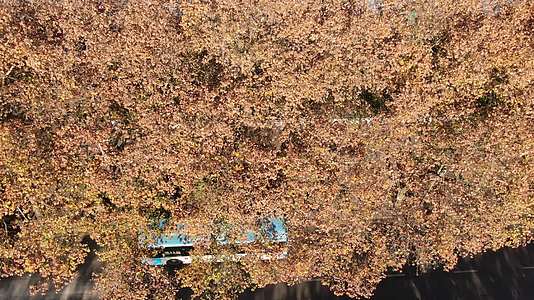 航拍秋天泛黄枫叶视频的预览图