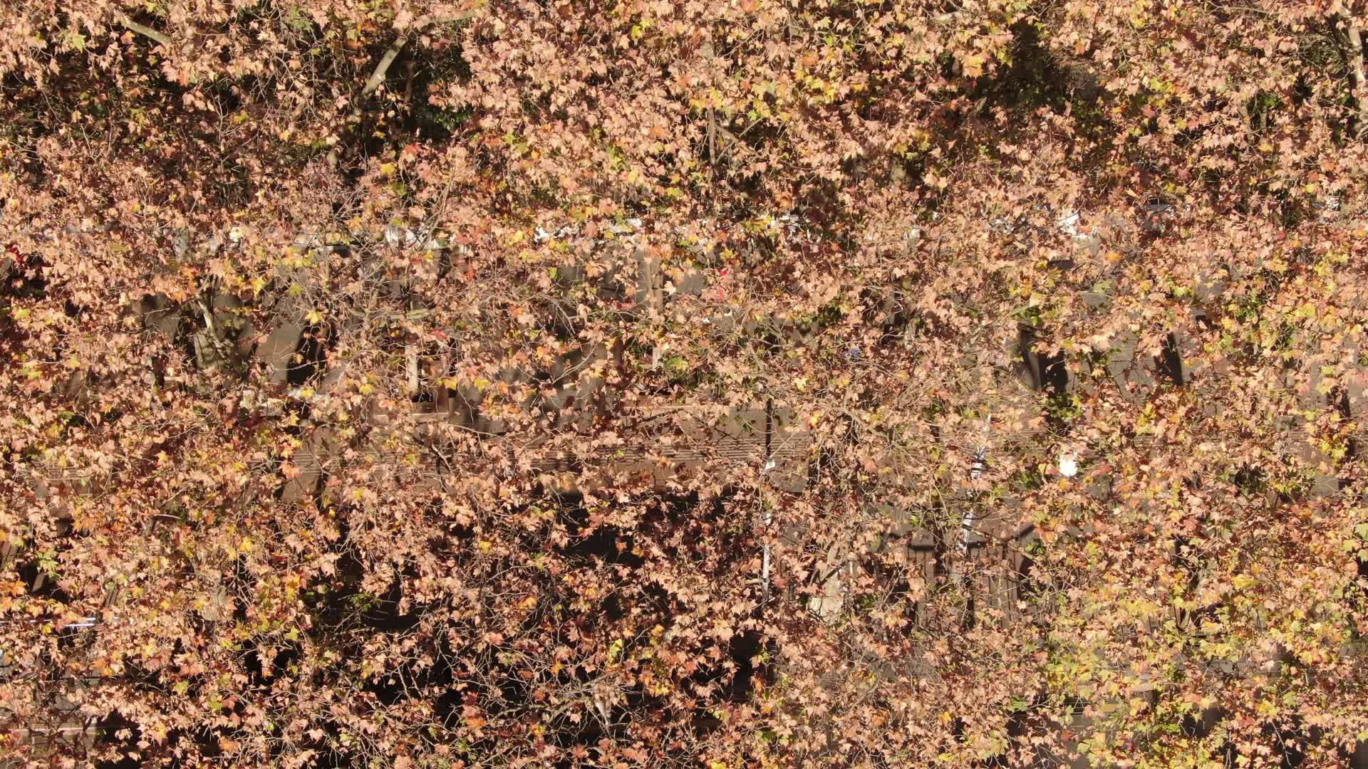 俯拍秋天枯黄枫叶视频的预览图
