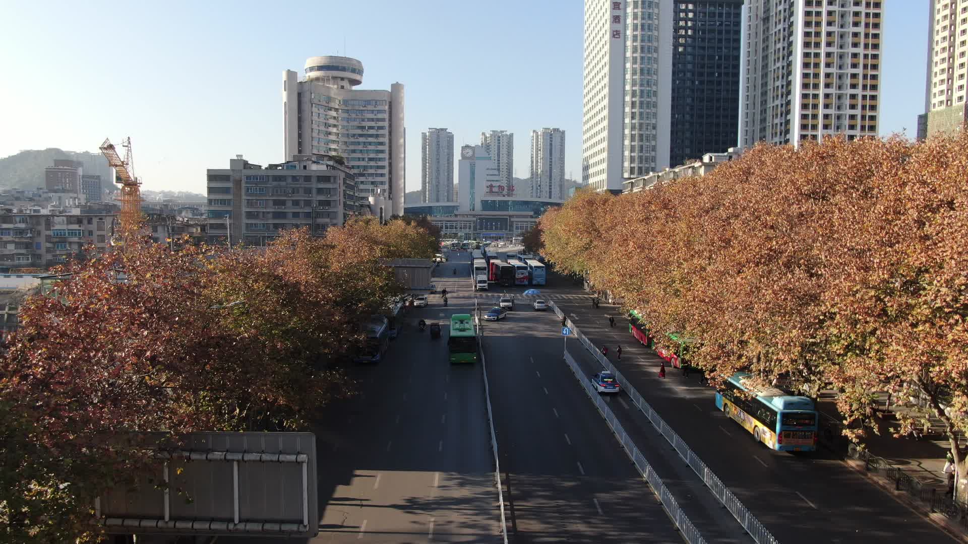 航拍城市大道路边秋天枯黄的枫叶视频的预览图