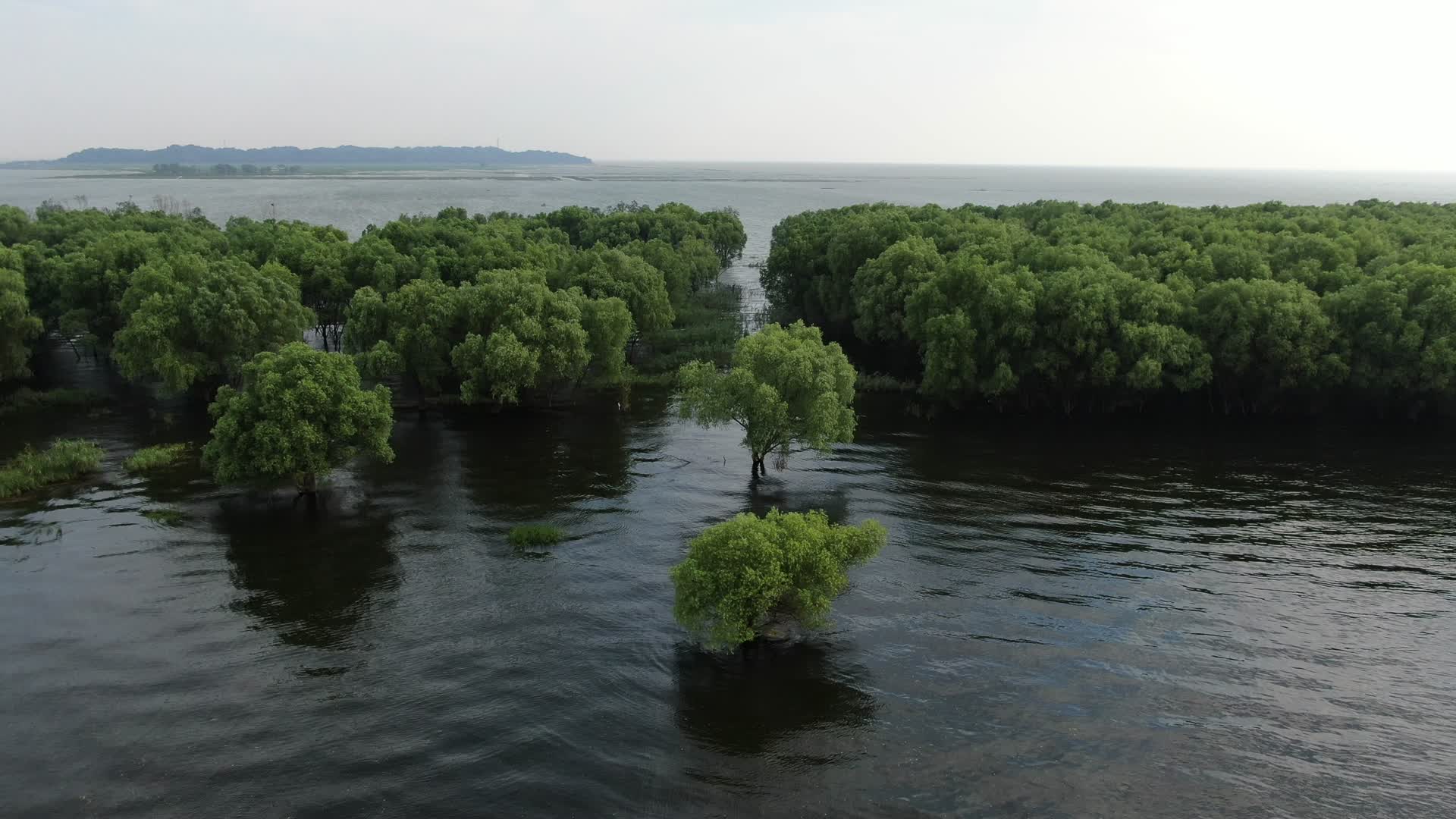 航拍洪灾淹没的植物树林视频的预览图