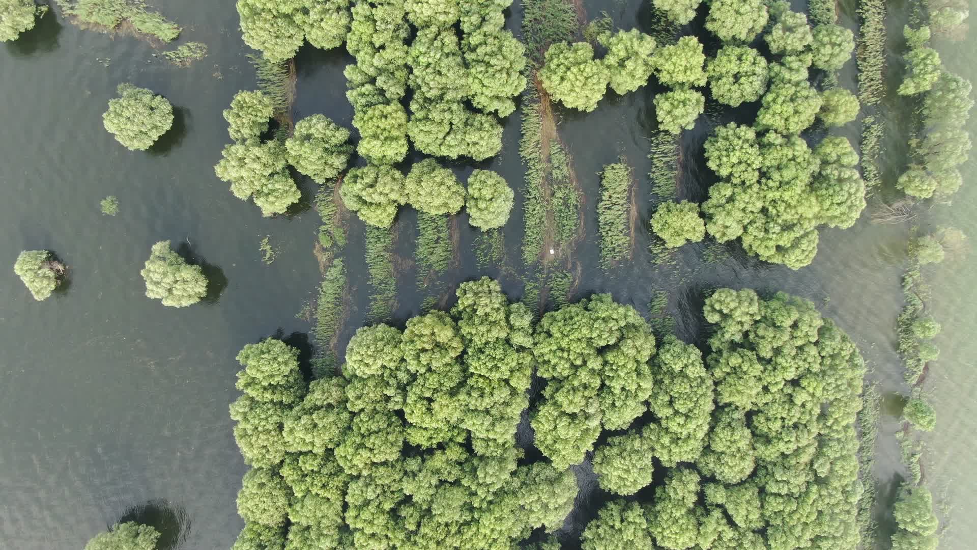 航拍洪灾淹没的植物树林视频的预览图