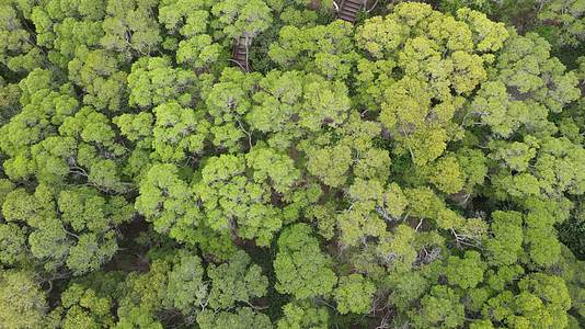 俯拍绿色森林植物视频的预览图