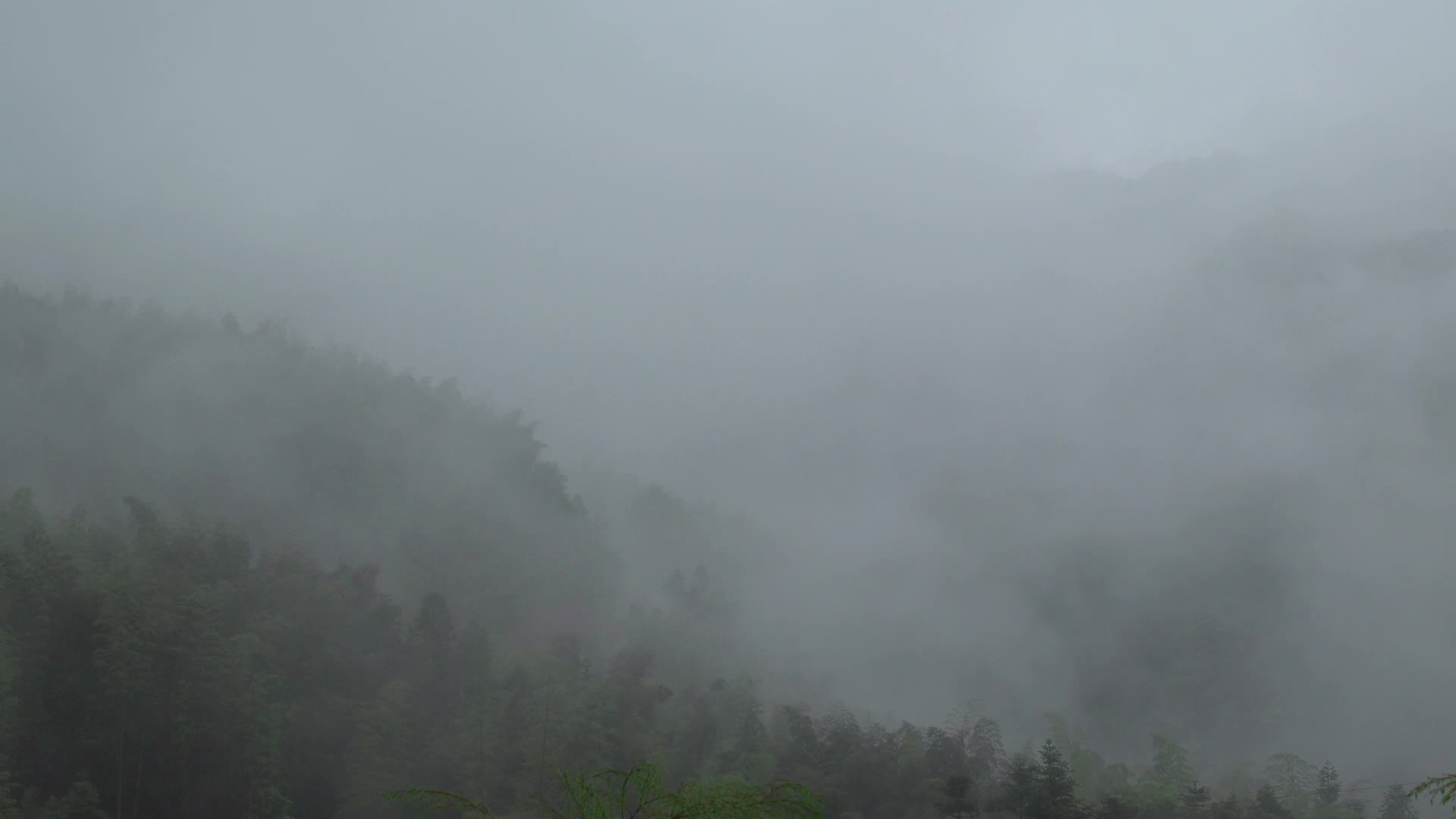 竹林云雾缭绕视频的预览图