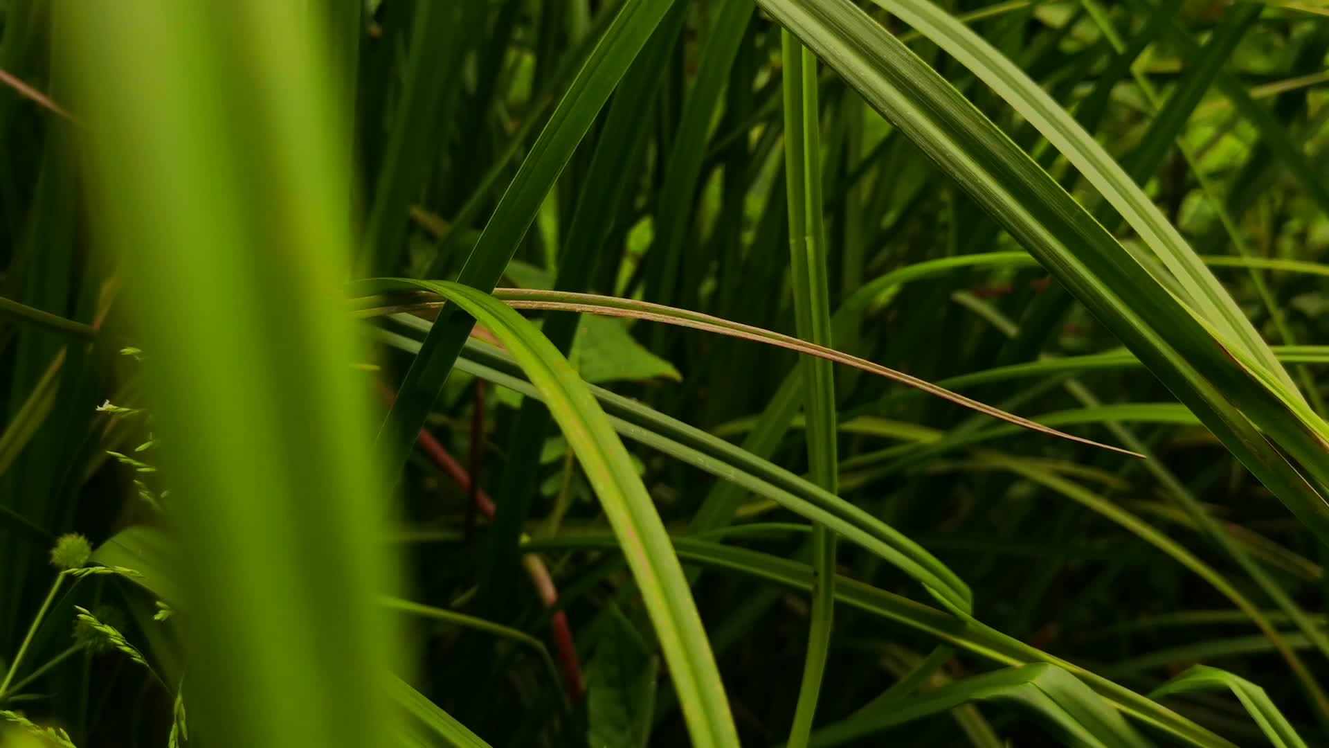 4K实拍绿色水草植物视频的预览图