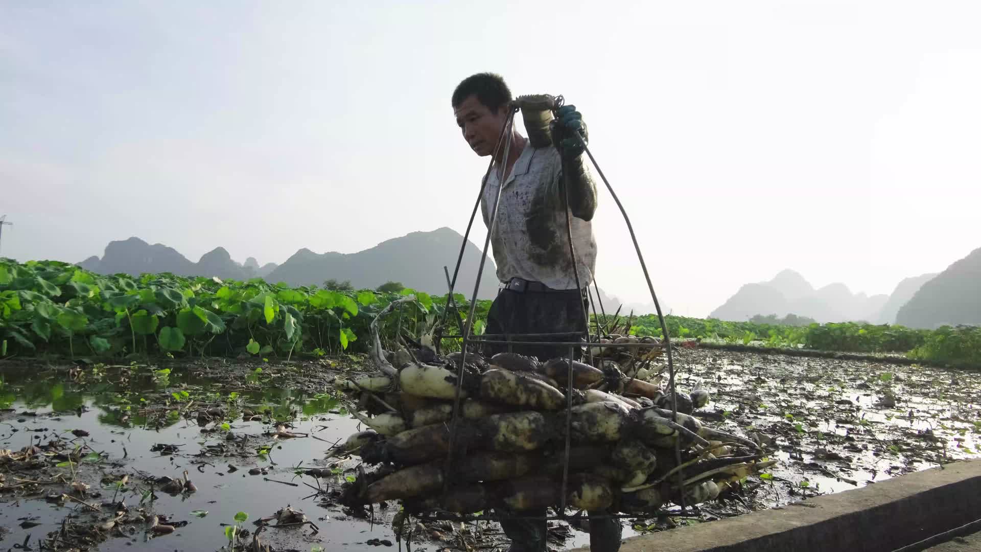 农民挑莲藕行走在田间视频的预览图