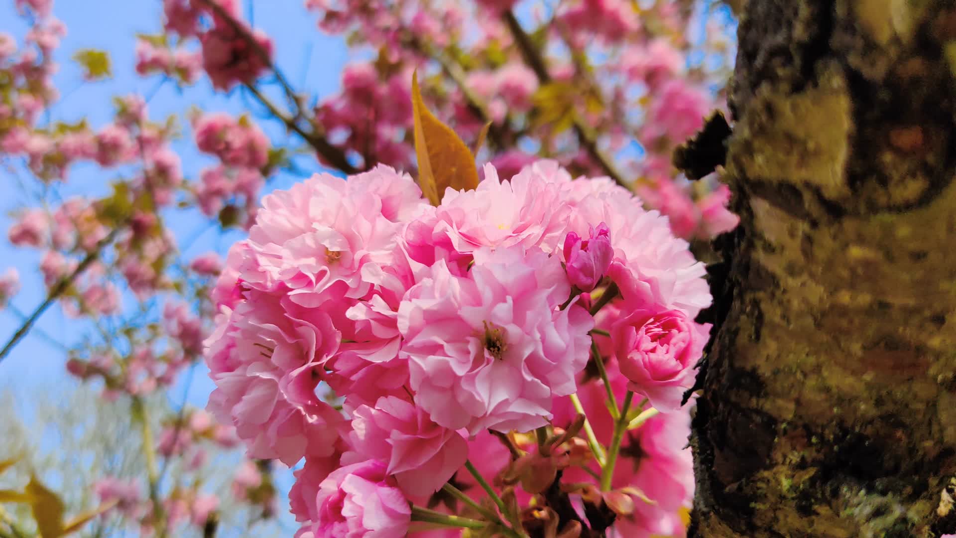4K实拍樱花树视频的预览图