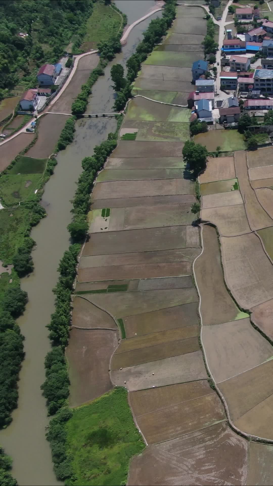 航拍乡村田野农村风光竖屏视频视频的预览图