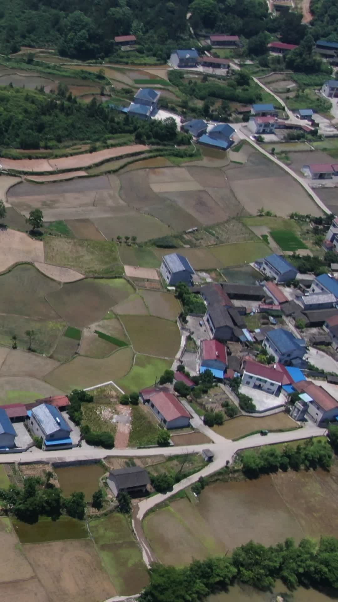 航拍乡村田野水稻种植基地竖屏视频的预览图