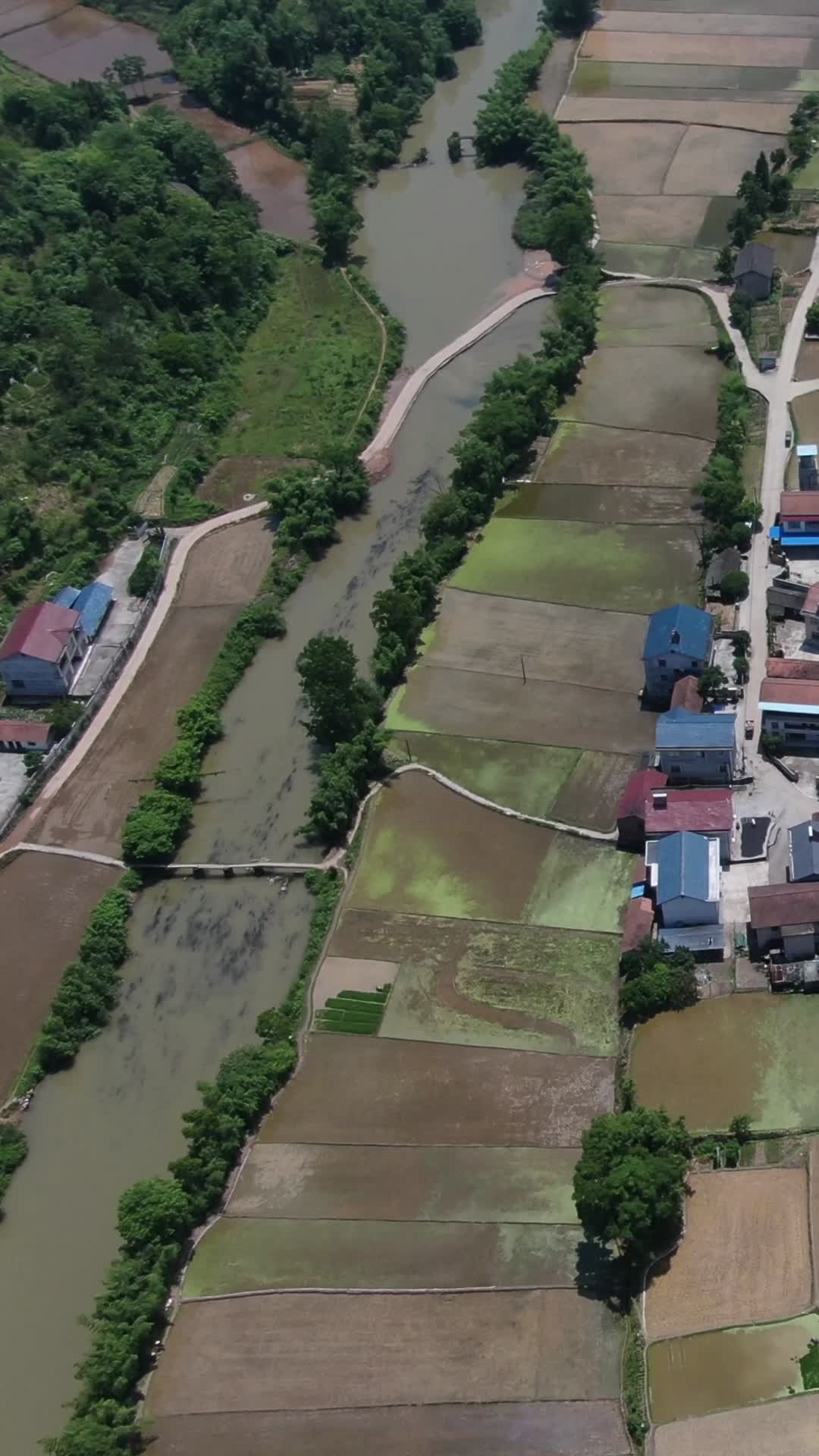 航拍乡村田野水稻种植基地竖屏视频的预览图