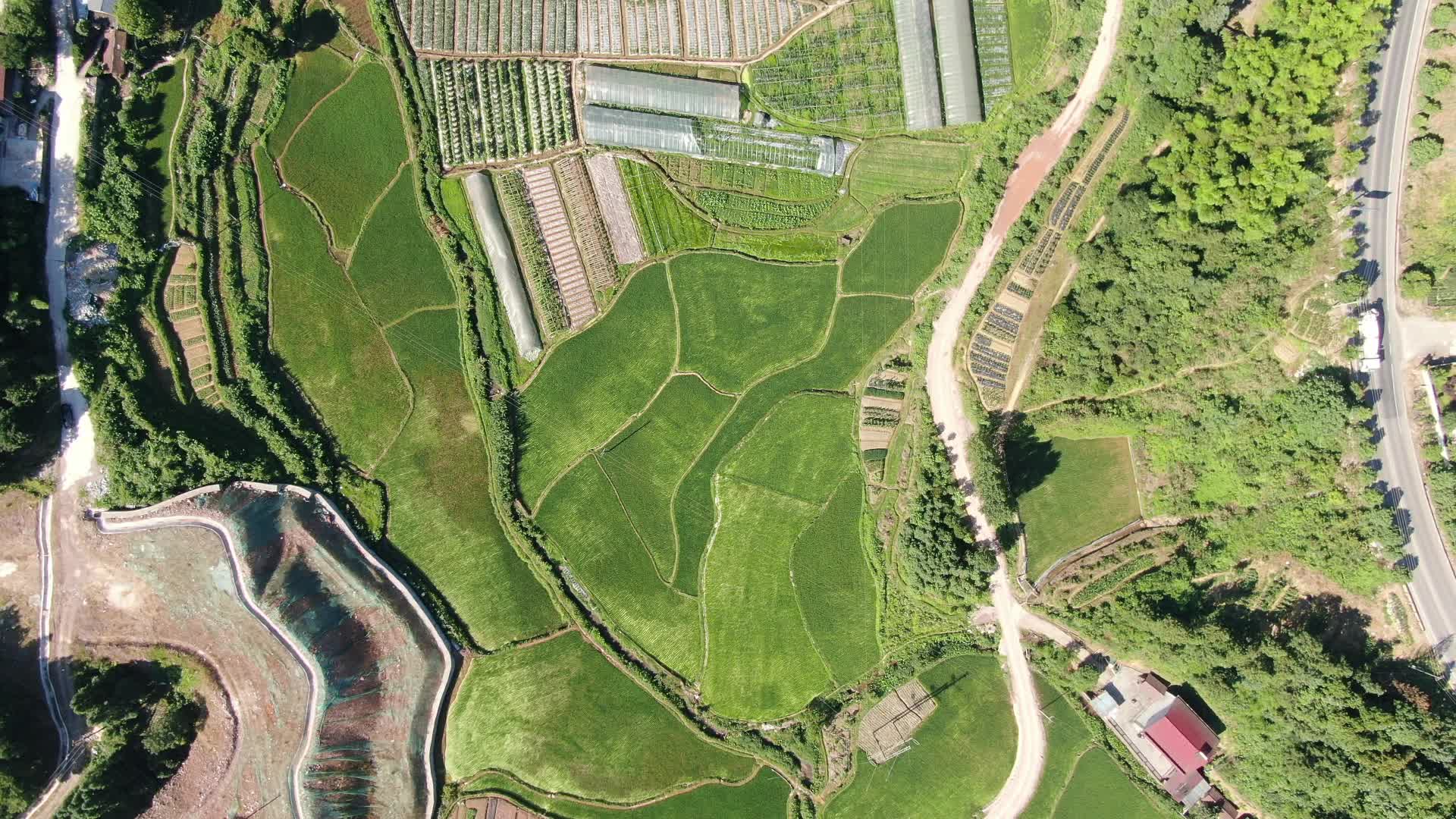 航拍绿色田园农业水稻种植基地视频的预览图