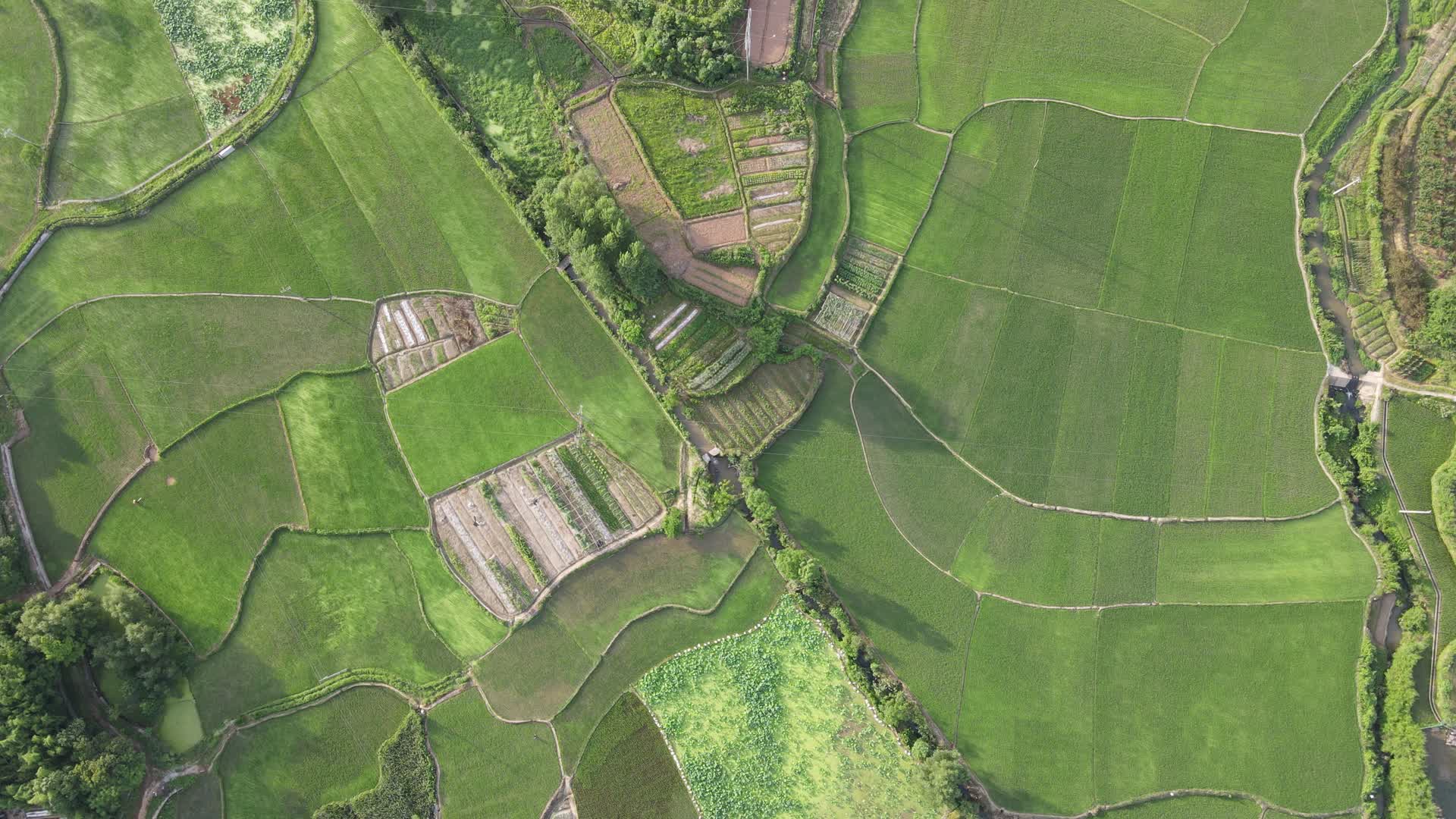 航拍乡村田野水稻种植基地视频的预览图