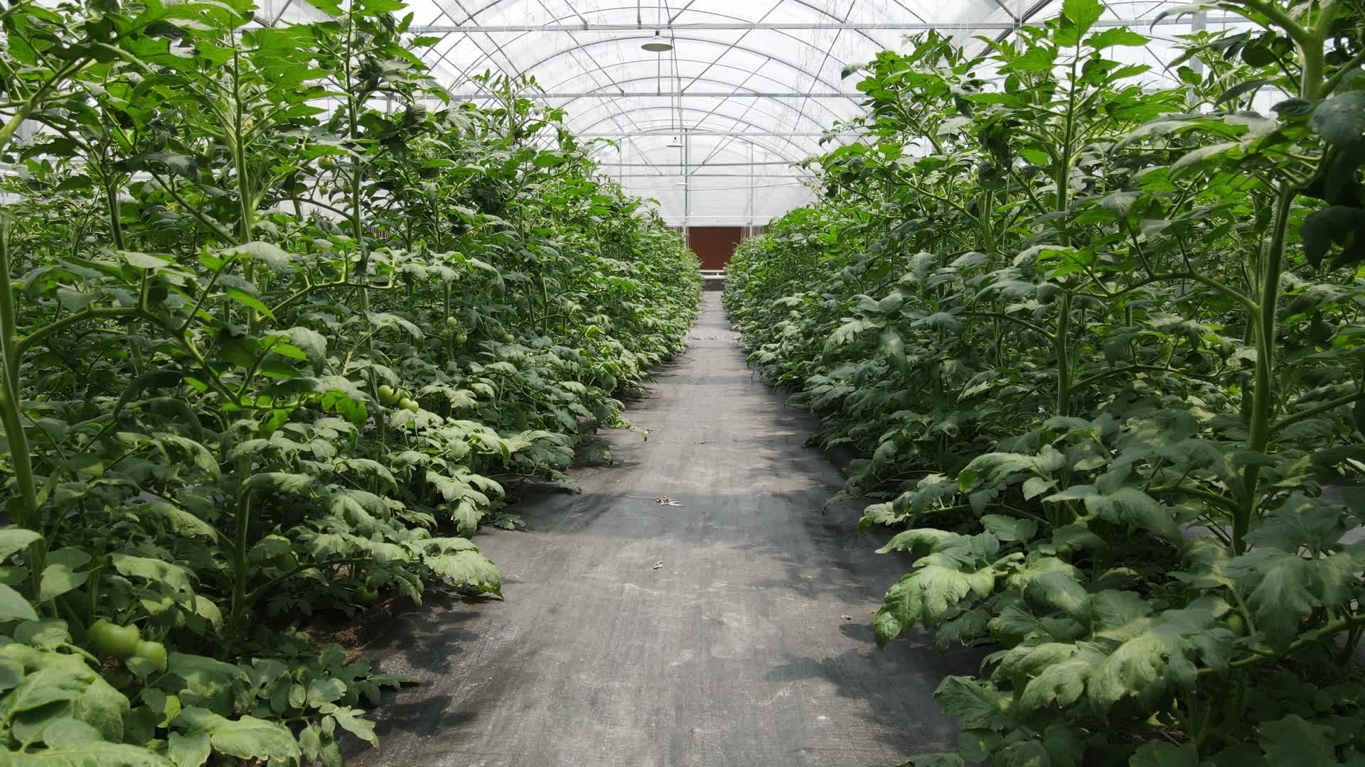 低空航拍大棚农业种植蔬菜基地视频的预览图