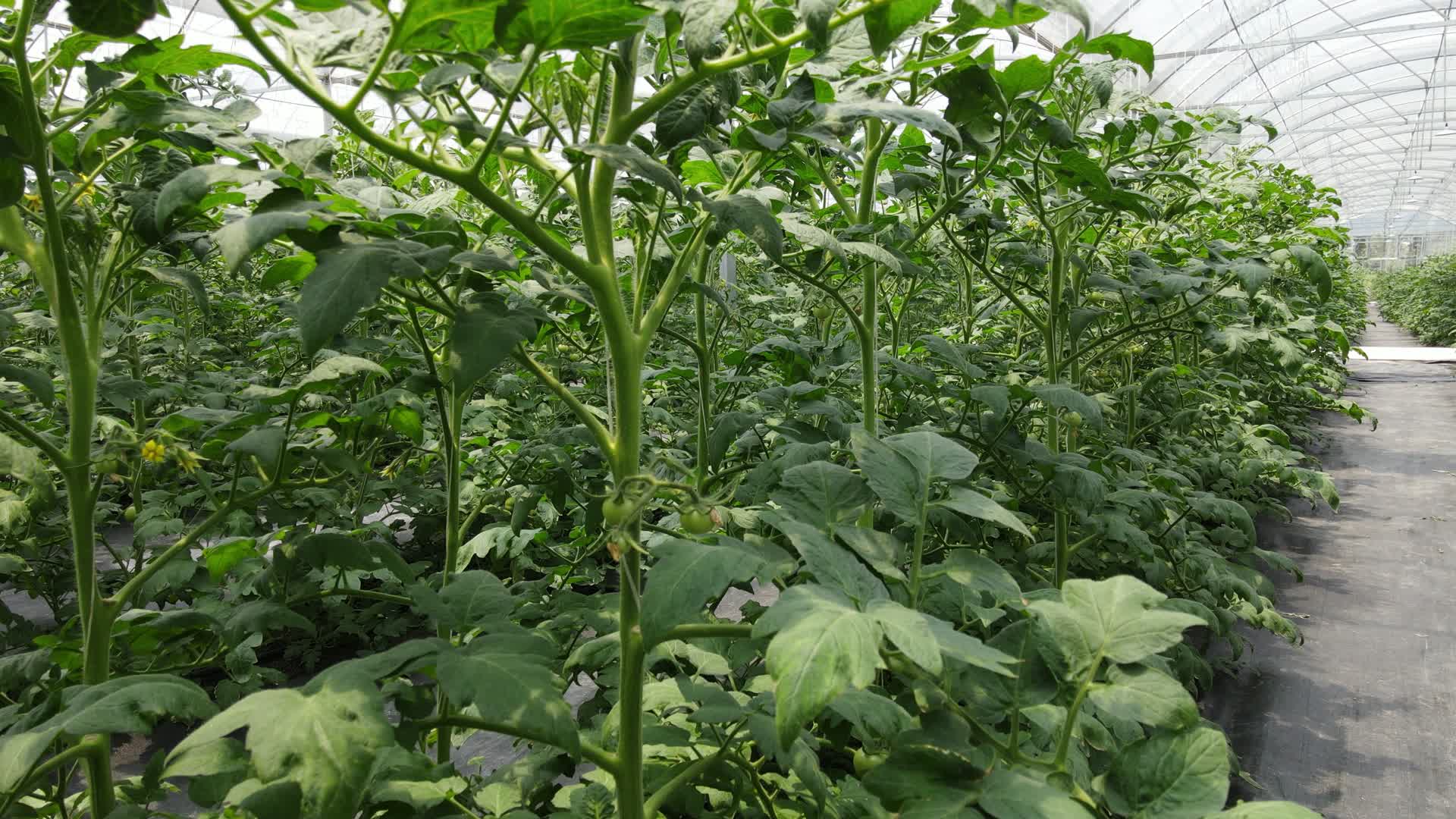 低空航拍大棚农业种植蔬菜基地视频的预览图
